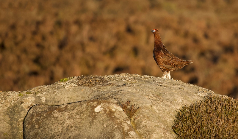 Red Grouse - Stanage Edge - Peak District