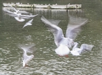 Boats and Gulls