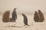 Gentoo Penguin and King Penguin creche, Saunders Island, Falklands