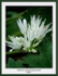 Allium schoenoprasum 'Elbe'