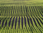 ROWS - NORFOLK COUNTY