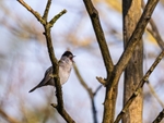 Blackcap