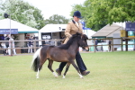 Class 23-25 - British Miniature Horse of the Year portfolio