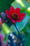 Flower (Red Dahlia) - 6698
