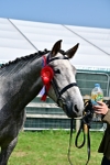 Class 50 - 54 Light Horse Breeding portfolio