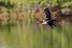 Double-crested Cormorant (juvenile) flying wings up, Florida