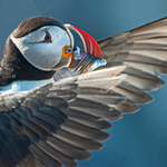 Atlantic Puffin Stretching it's Wings