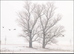 Snow along the River Elbe #3