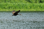 Limpkin flying, Rio Chagres, Panama