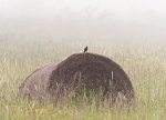 BOBOLINK IN MEADOW, JUNE 2018 - BRUCE PENINSULA