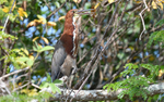 Rufescent tiger heron