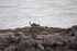 Otter