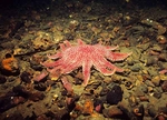 Crossaster papposus