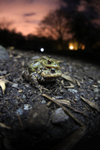 Common toad, Bristol UK
