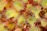 Corynactis viridis