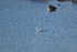 Grey Phalarope