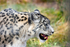 Snow Leopard - DSC_9716_00075