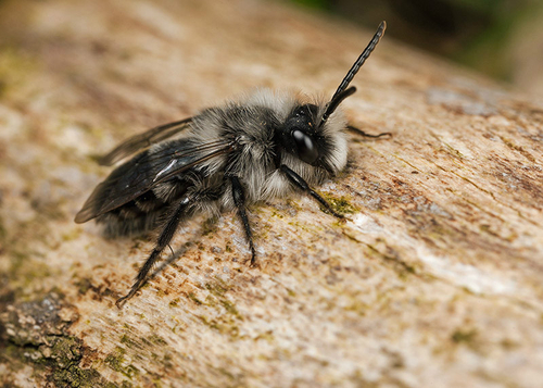 [i]Andrena cineraria]/i] male. Warwickshire, April 2013.