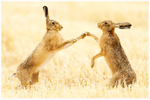 Boxing Hares 