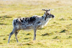 Reindeer