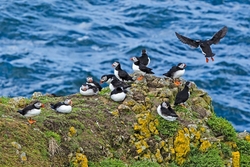Puffin Group