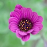 Flower Study 06 C