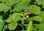 Speckled Wood