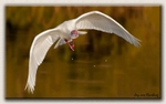 African Spoonbill 1