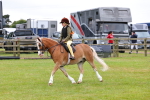 Class 42-43 - LIHS BSPS Heritage Working Sports Pony portfolio