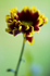 Flower - 2673