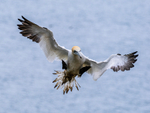 Gannet