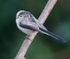 Long Tailed Tit