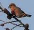 Male Crossbill