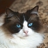 Blue eyes