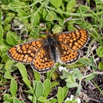 The Marsh Fritillary (Euphydryas aurinia ssp beckeri) 