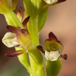 Coralroot  (Corallorhiza trifida)