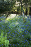 BLUEBELL WOOD 2 (Isle of Mull)