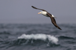 Black-browed Albatross rises over wave, Falklands