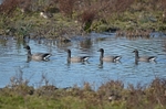 Dark-bellied Brent Geese