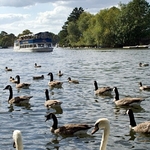 windsor swans