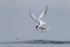 Common Tern (Sterna hirundo) fishing