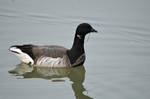 Pale-bellied Brent Goose