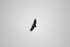 Griffon Vulture