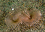 Chone infundibuliformis