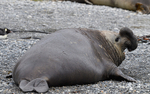 Male elephant seal