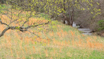 TREES WEEK #16