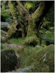 Landscape portfolio