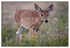 Wildlife Portfolio - 02