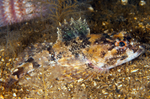 Myoxocephalus scorpius