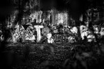 Graffiti